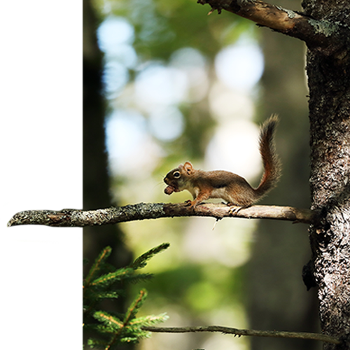 Squirrel running along tree branch in forest with mini pine cone in its mouth