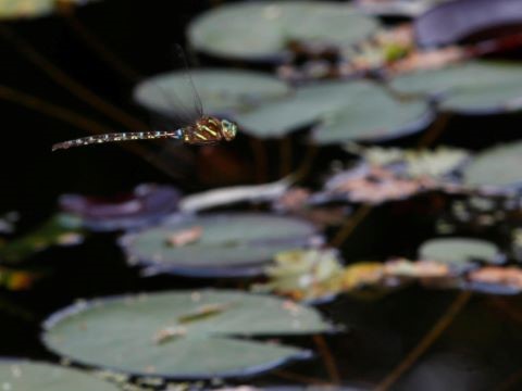 a bright coloured dragonfly with green and blue flies over a pond with pond lily leaves floating on the surface of the water.