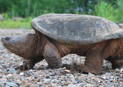 A large snapping turtle with long claws on its feet and spikes on its tail walks across a gravel path.