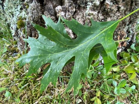 a lobed leaf with pointy tips. This red oak leaf is green and is leaning up against grey / brown bark on a large tree that also has different kinds of lichen on it.