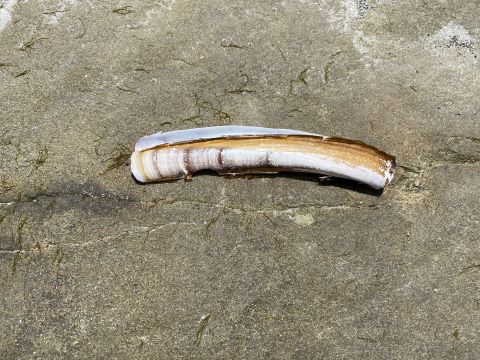 Photo of an empty razor clam shell with its elongated narrow structure, even sides and sharp edges. This clam is said to look like an old-fashioned straight razor, it has a smooth shell and is whitish, to brownish red in colour.