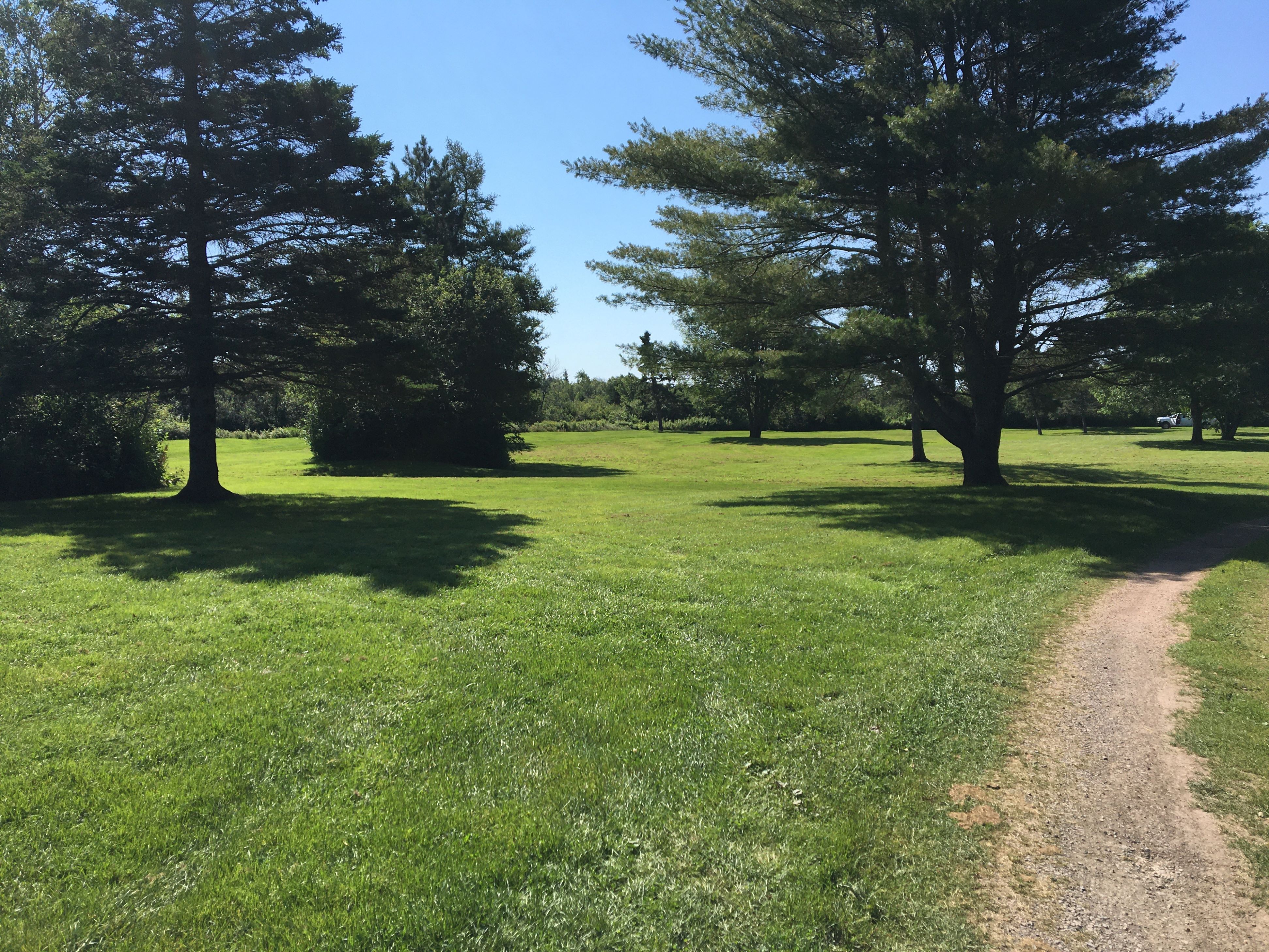 open field with trees
