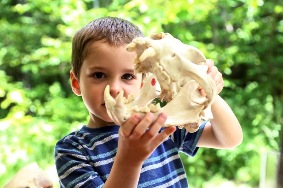 a boy holds an animal skull