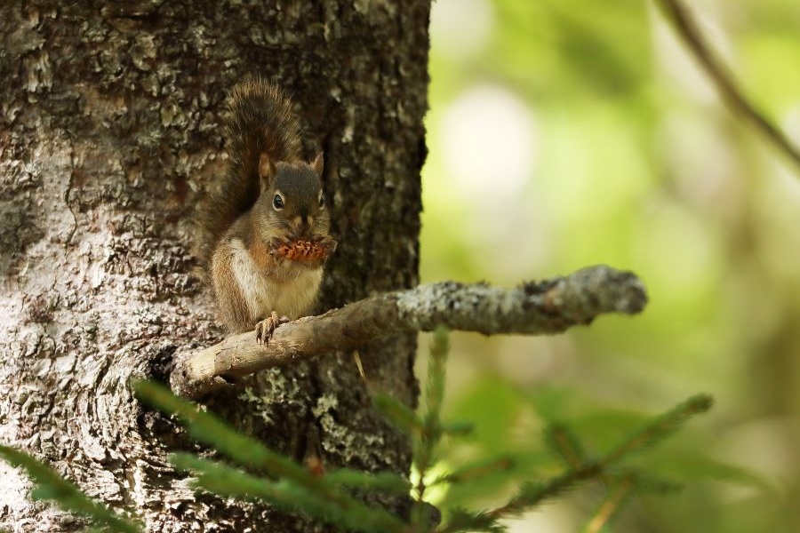 A squirrel sitting on a branch eating a spruce cone. 