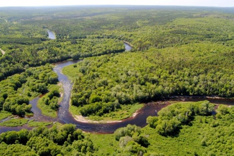 Aerial view of St Marys River winding through forest and wetlands.