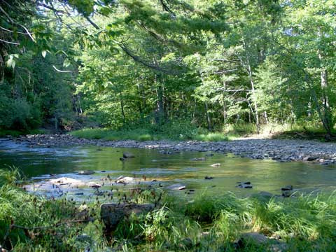 Salt Springs 